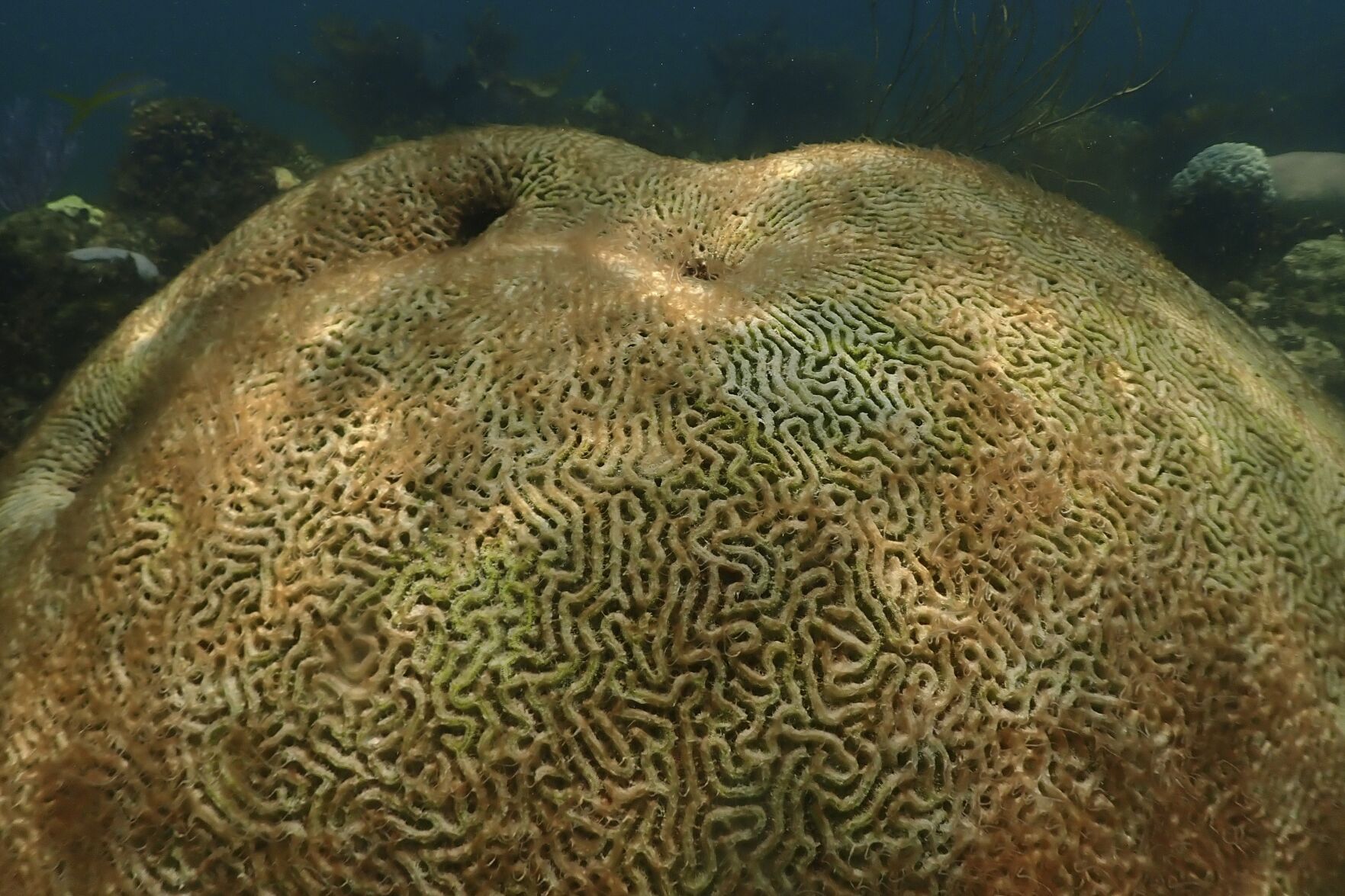 Hot Ocean Record